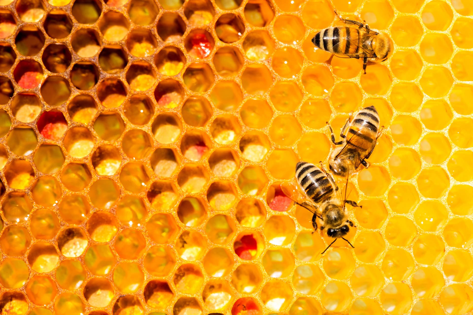 Slider - European Federation of Honey Packers and Distributors